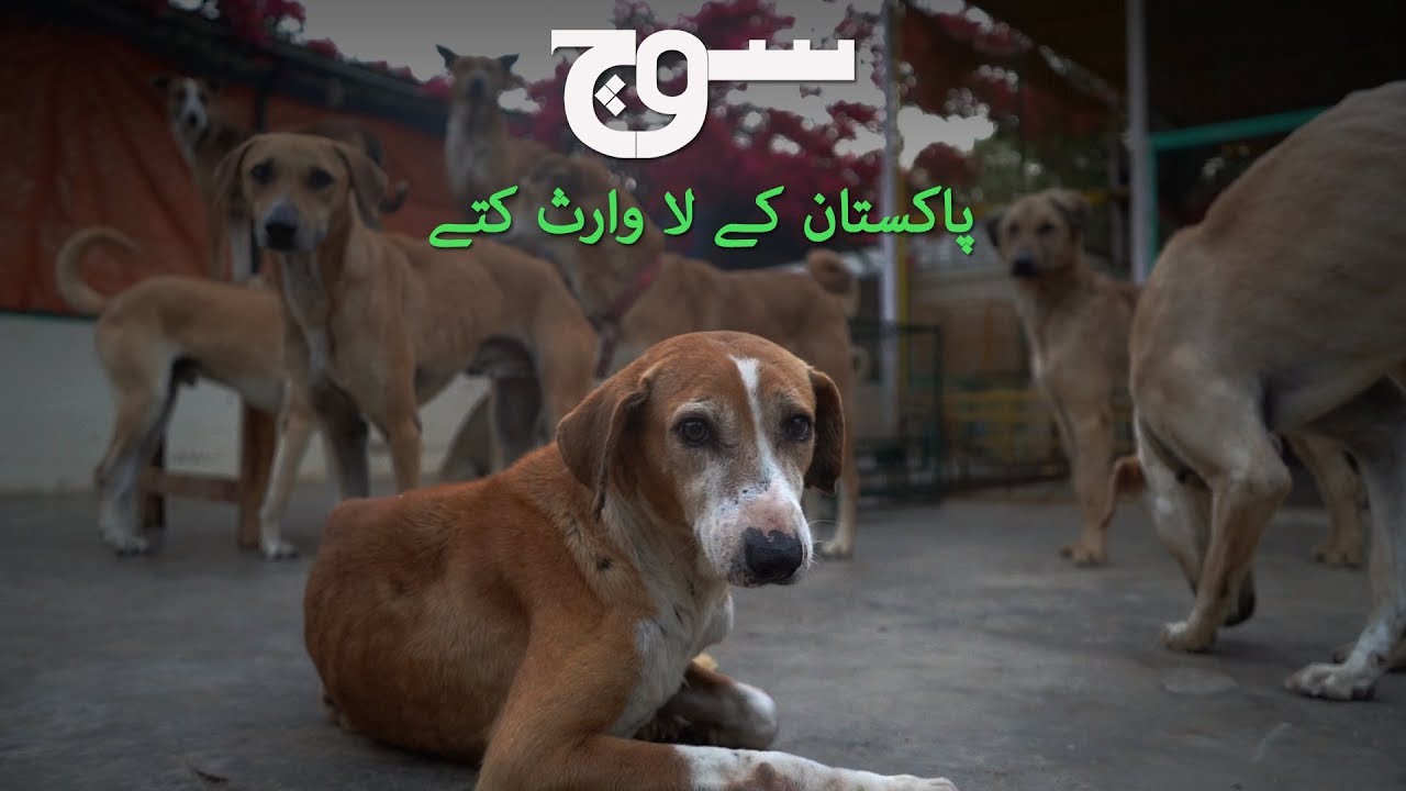 پاکستان کے لاوارث کتے