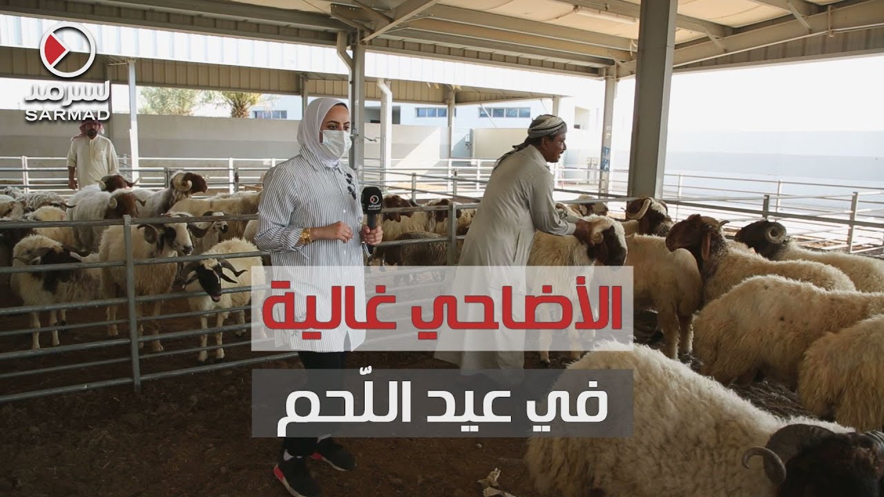 الأضاحي غالية.. في عيد اللّحم .. الإقبال على النعيمي.. والأسعار تصل إلى 120 ديناراً