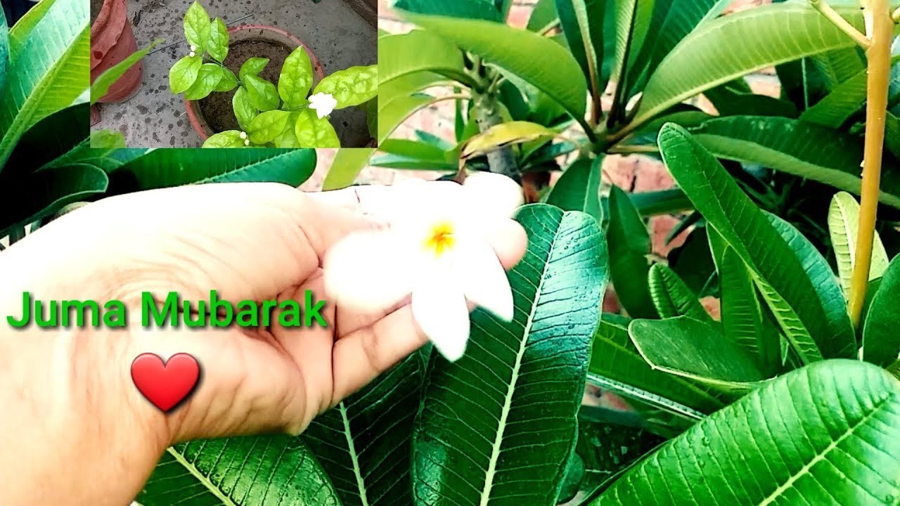 Yeh bhi zaruri h .Aj ki dua SB friends ky ley | Ramadan ka 2nd Juma Mubarak| pakistani vlogger mishi