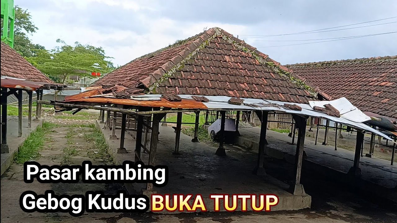 Pasar kambing Dawe Kudus BUKA TUTUP 