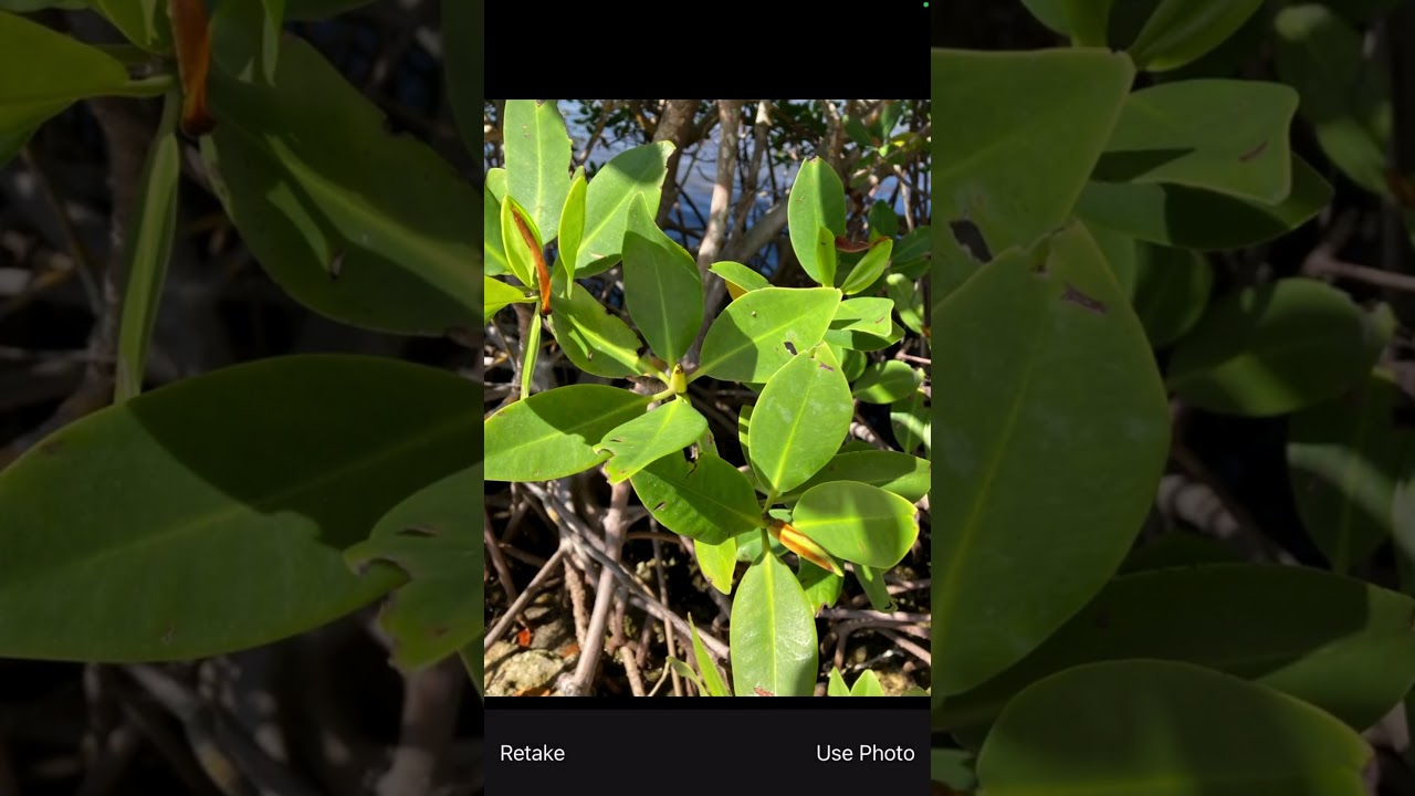 Earth Week BioBlitz - iNaturalist Instructions