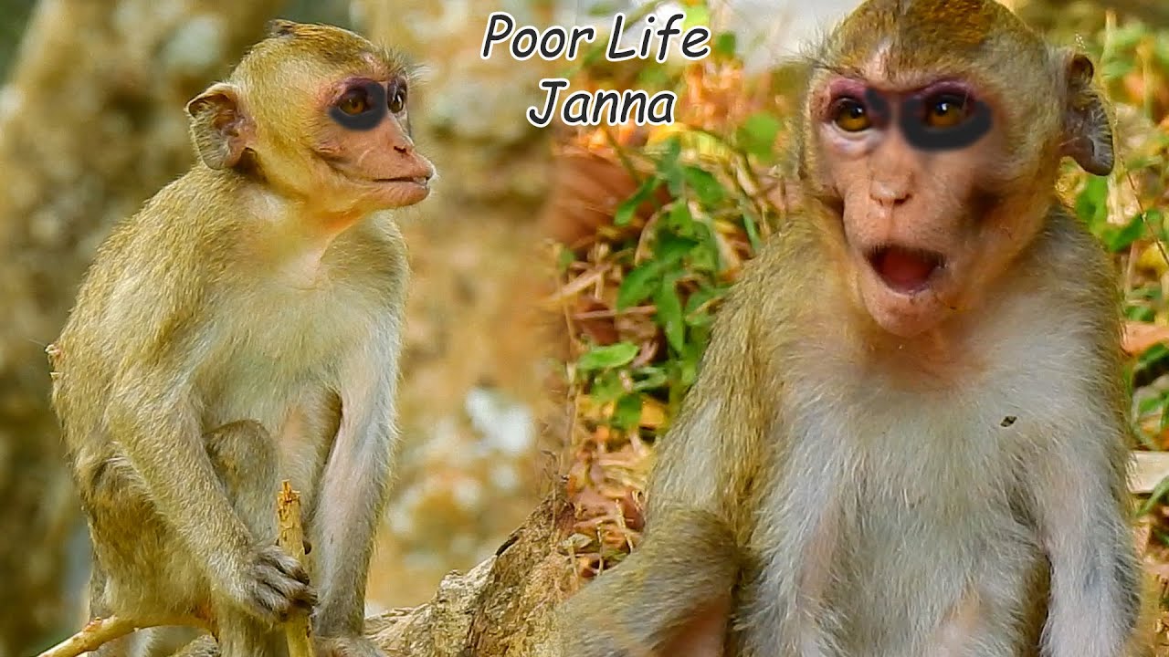 Poorest Life Monkey Janna After Fall Hit On Both Eye |Janna Cries Need Some Hepl And Groom From Jane