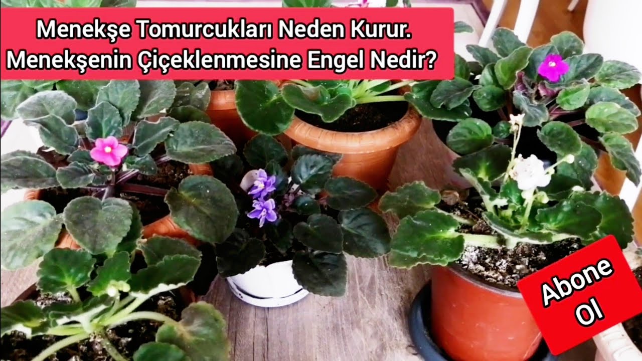 MENEKŞE TOMURCUKLARI NEDEN KURUR. Menekşelerin ÇİÇEKLENMESİNİ Neler Engeller.