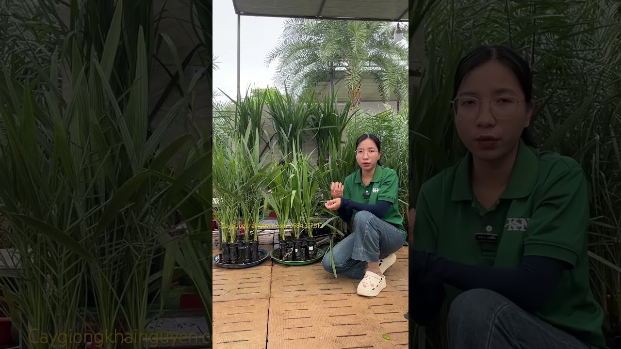 V&igrave; sao n&ecirc;n chọn giống ch&agrave; l&agrave; cấy m&ocirc;? #ch&agrave;_l&agrave; #chala #chalatrungdong #datepalm #giốngch&agrave;l&agrave; #caygiong