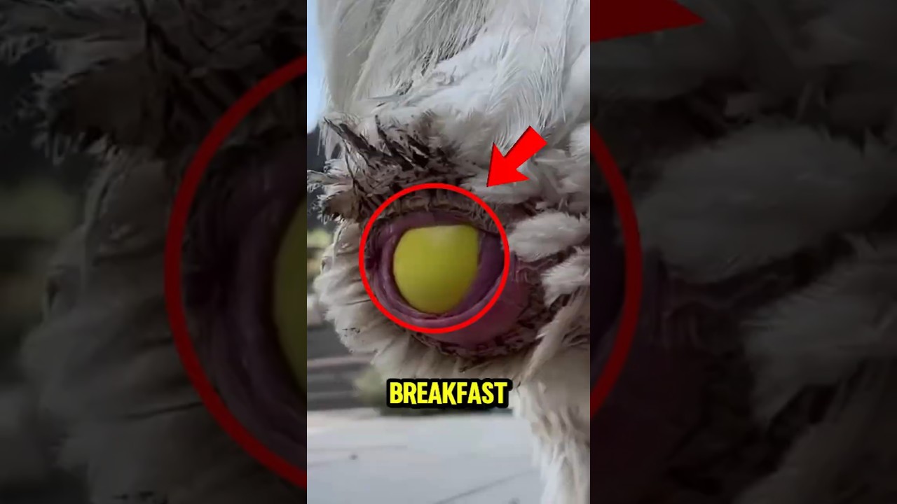 TOP 5 WEIRDEST ANIMAL EGGS You&rsquo;d NEVER Want for Breakfast 😱🥚 #WeirdAnimals #AnimalFacts #top5list