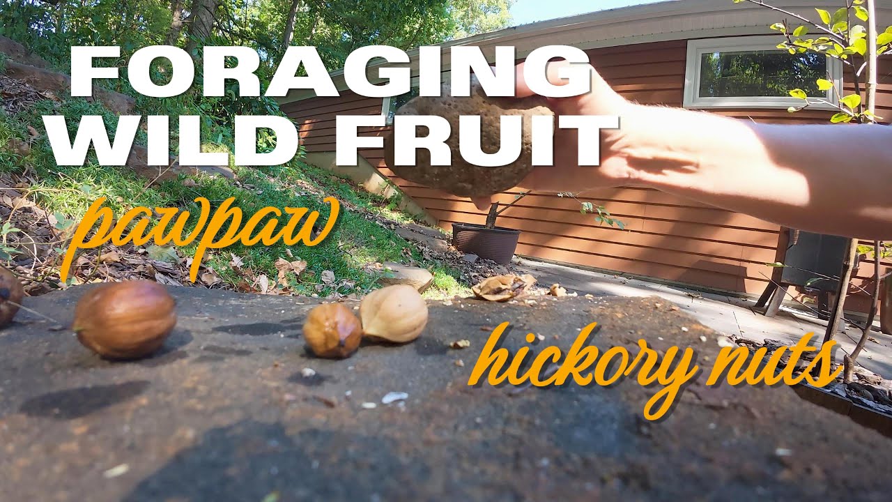 Forage to Food - harvesting and preparing pawpaw and hickory nuts