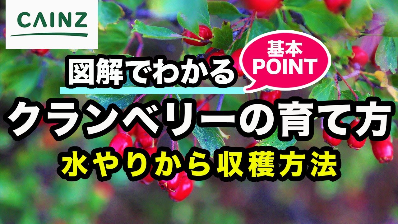 クランベリーの育て方 カインズ植物図鑑