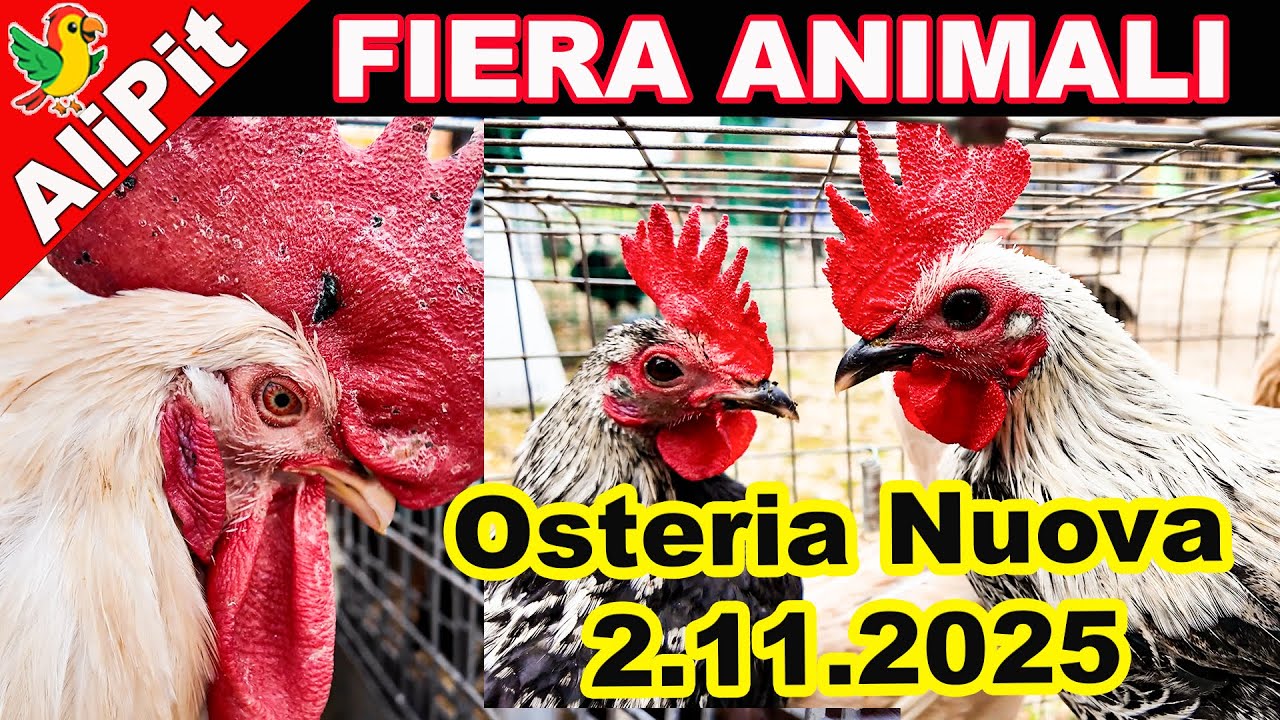 Fiera di Animali Osteria Nuova 2.11.2025 Tutto quello che non hai visto #osterianuova @AliPit Farm