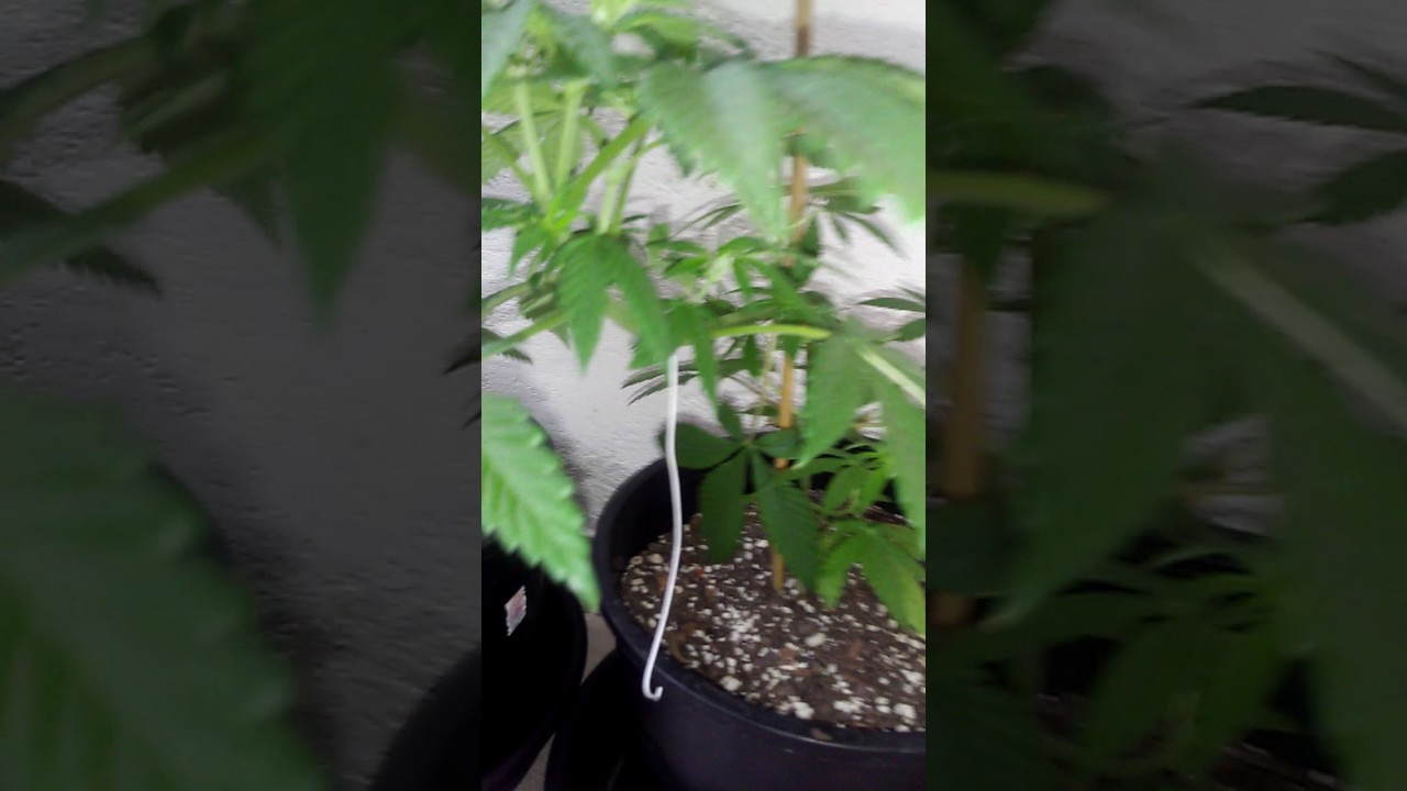 Thin mint girl scout cookies 2 from seed and to clones