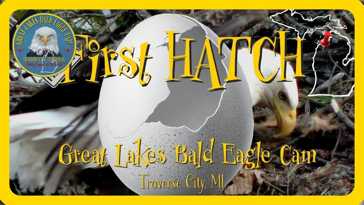 It&rsquo;s Hatch Day! First Eaglet Breaks Free After PIP Spotted Earlier 🐣🦅