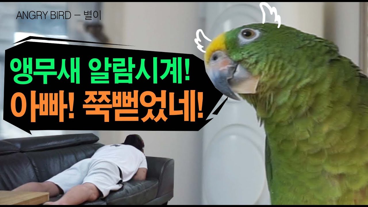 앵무새를  키우면 필요없는것 ?/ 사람 깨워주는 앵무새 / 알람시계 앵무새 별이 / 아빠~ 쭉뻗었네?? / 앵무새는 사람과 대화가 가능하다~ / ANGRY BIRD