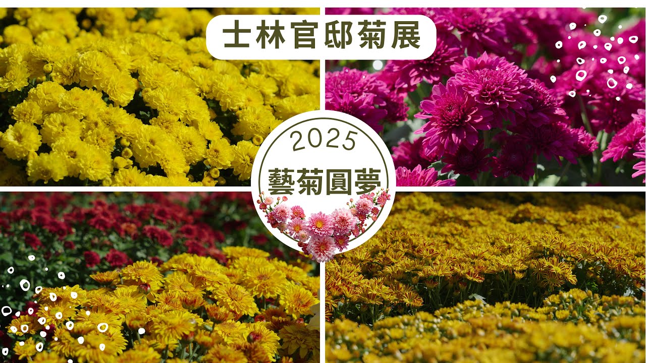 2025 士林官邸菊展「藝菊圓夢」為主題 I 13萬盆花卉、多達150個品種的菊花，打造15 個的主題展區 I 展出時間11/28（五）～12/14（日）