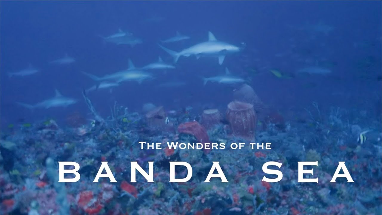 The Wonders of the BANDA SEA. Hammerhead sharks, sea snakes and pristine corals