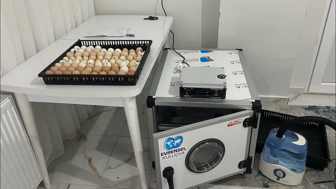 KULUÇKA makinası GELDİ!! Tanıtım Ve 76 Yumurta