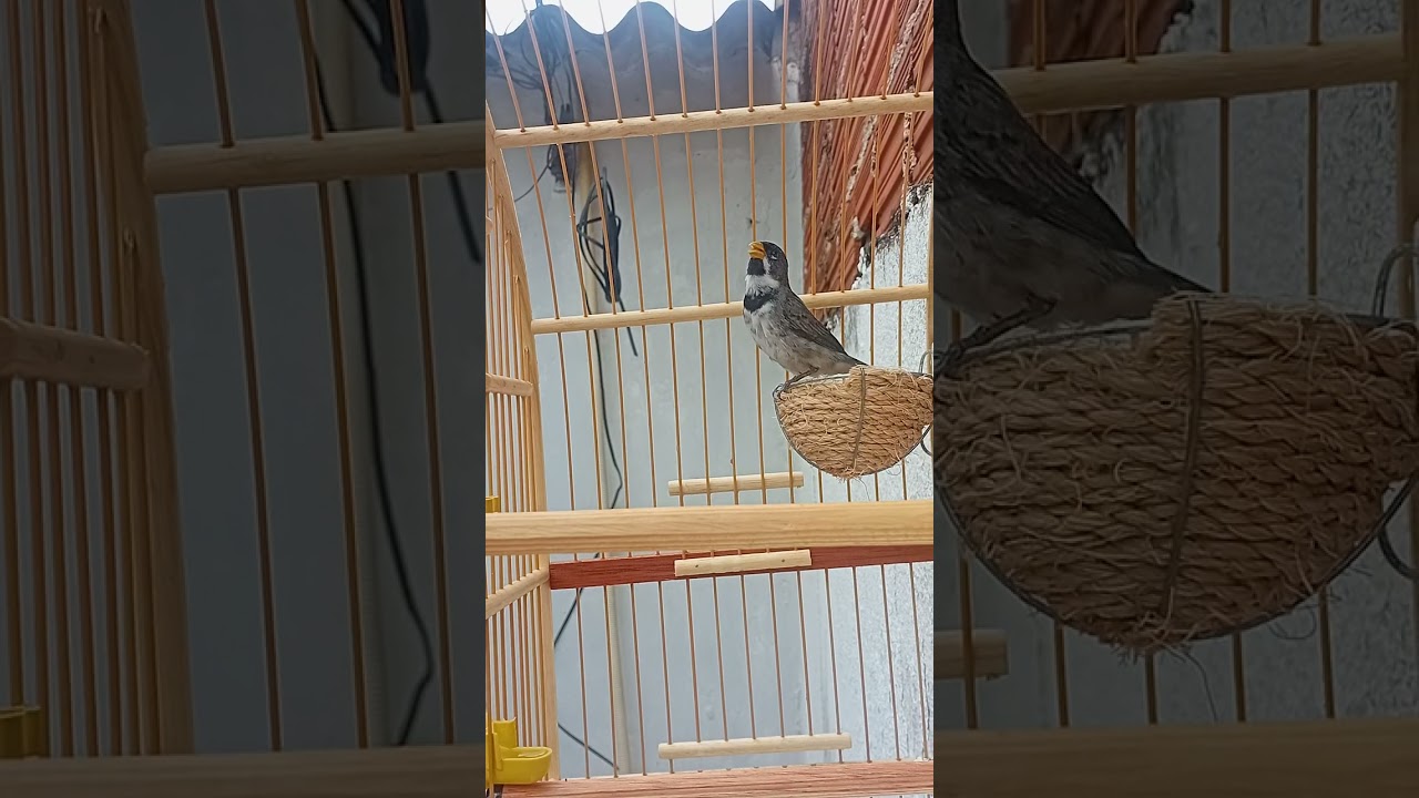 Esse COLEIRO GREGO VAI SER UM FENÔMENO NAS RODAS #COLEIRO #AVES #passaros #viralvideo 