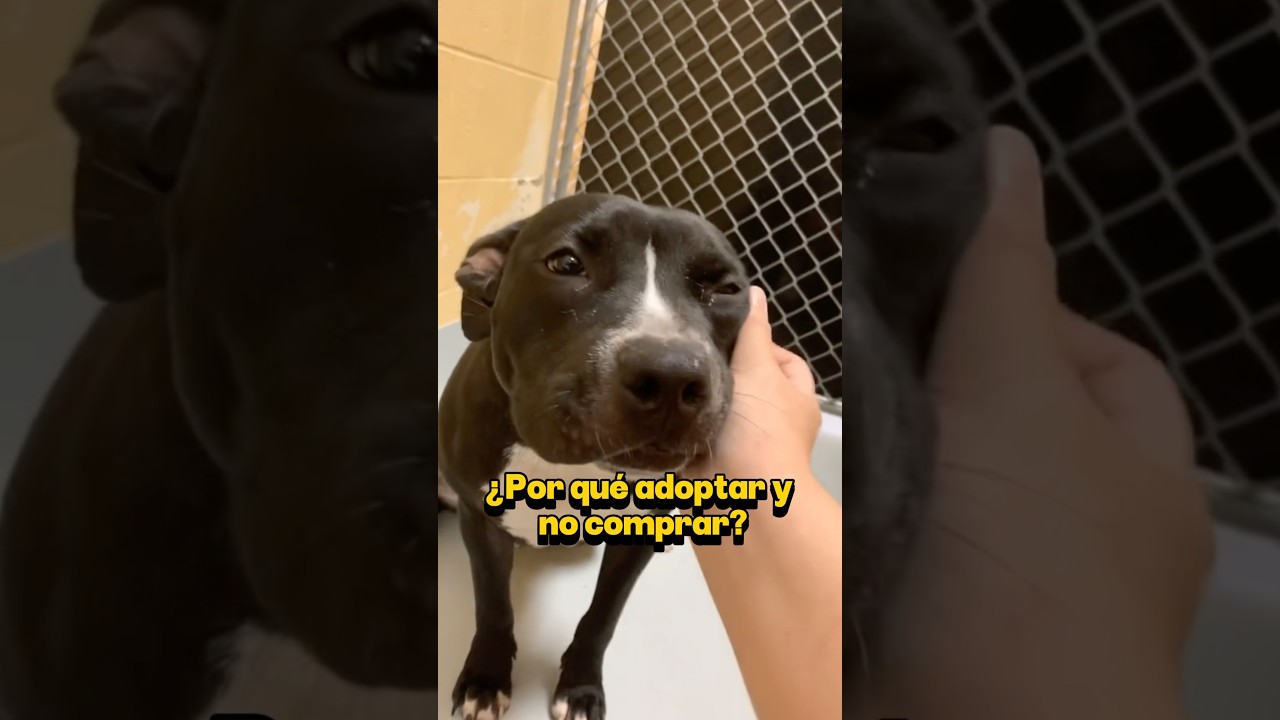 &iquest;Por qu&eacute; adoptar y no comprar? 3 razones contundentes #dogs #perros