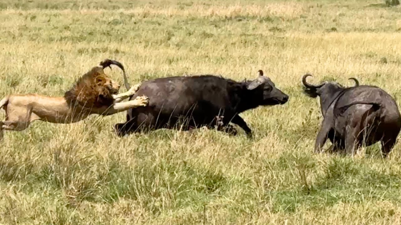 Brave Buffalo Herd Turns the Tables on a Pride of Lions
