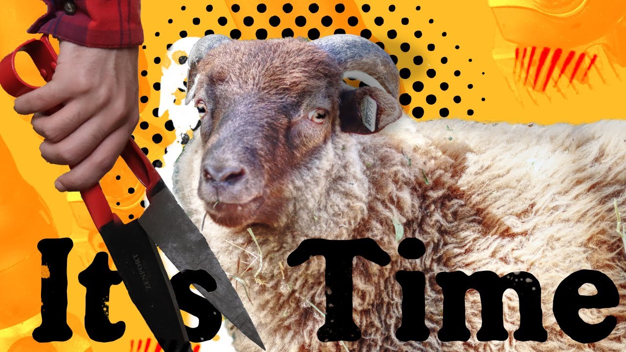 The Woolly Rebellion:  Rooing? Clippers? Shears? Which works best with mini sheep?