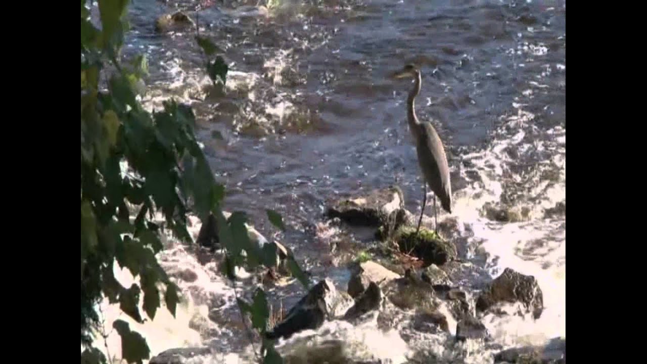 Pike Fly Fishing on the North Saskatchewan River