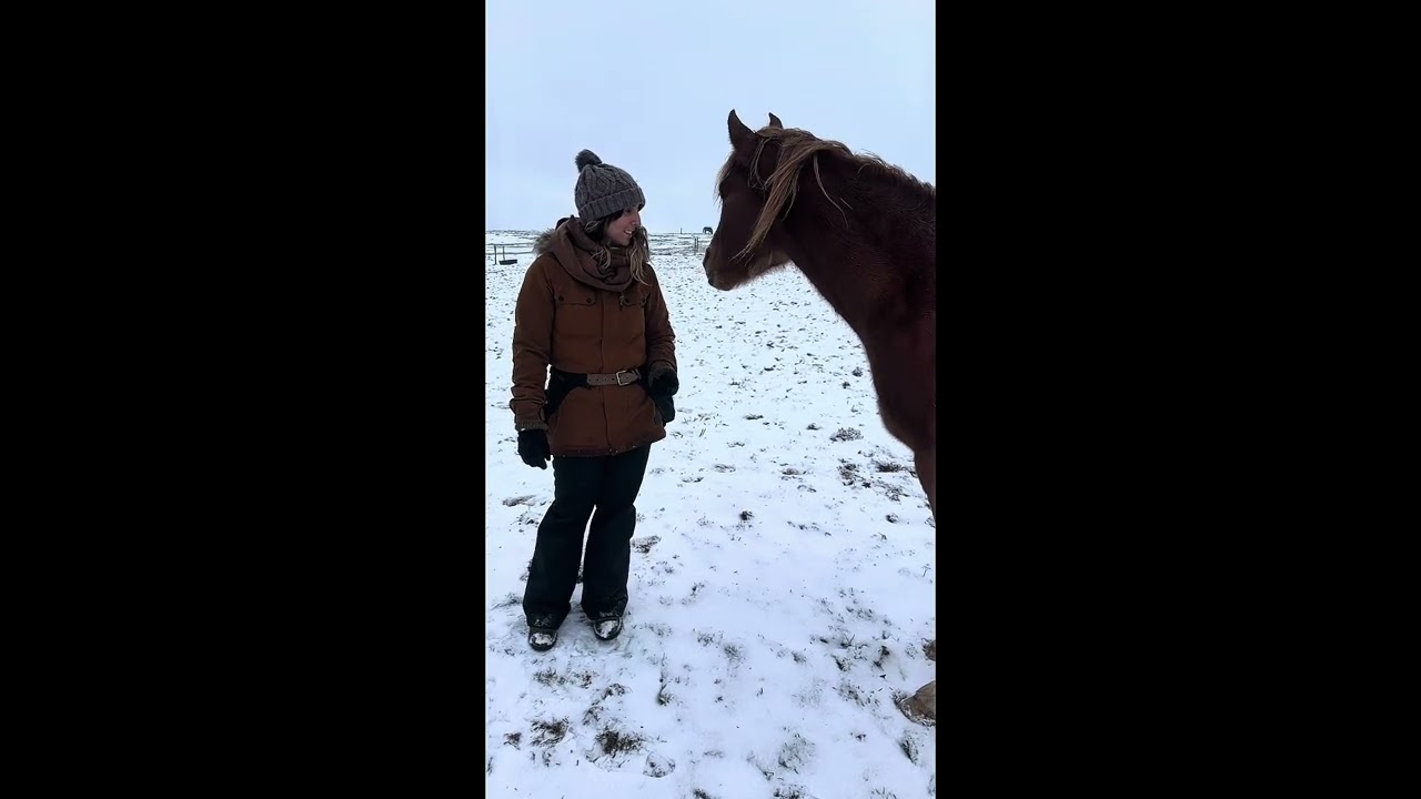 UNE JOURNÉE AVEC MES CHEVAUX SOUS LA NEIGE ❄️
