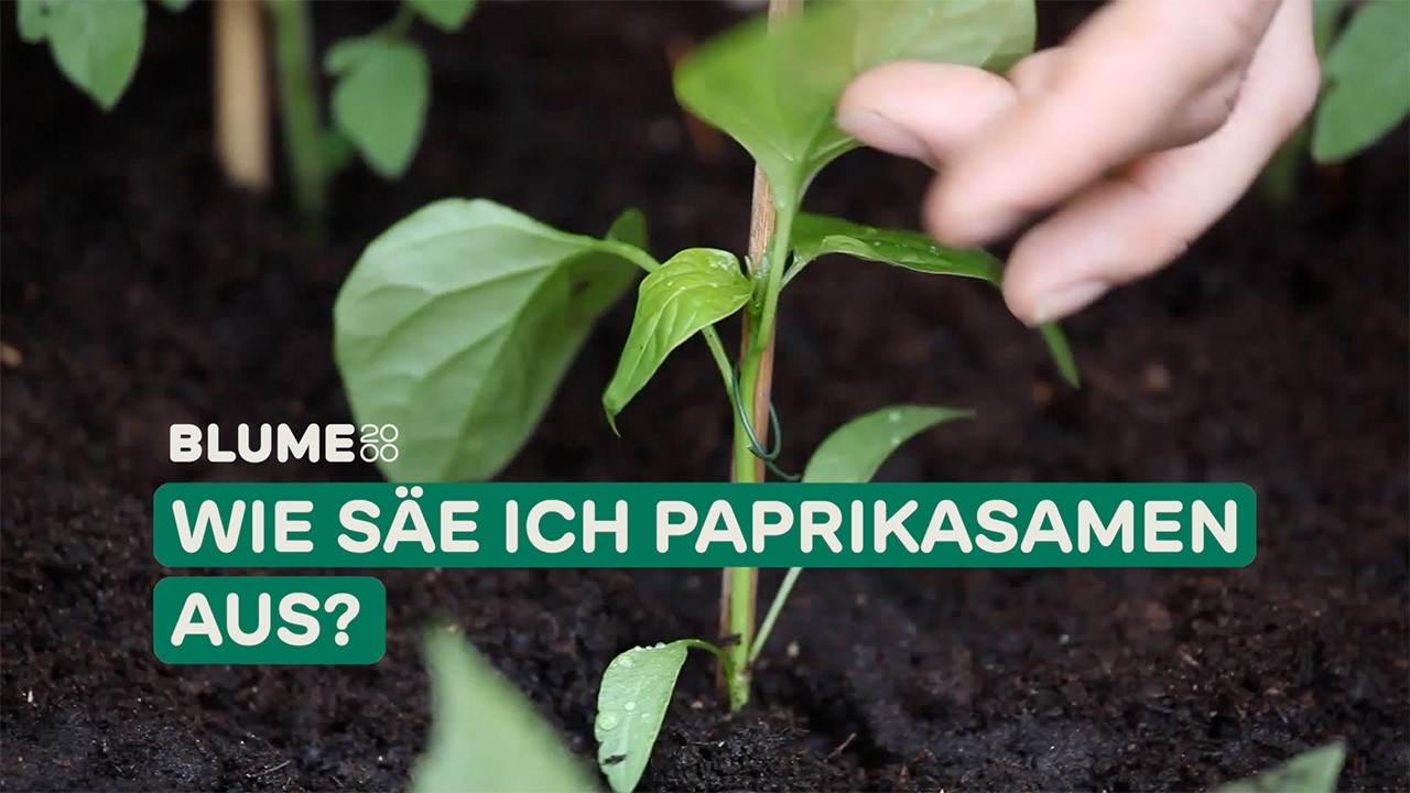 Paprika richtig auss&auml;en 🫑 Tipps f&uuml;r die perfekte Vorzucht | BLUME2000