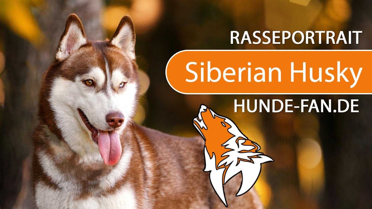 ► Siberian Husky [2019] Rasse, Aussehen & Charakter