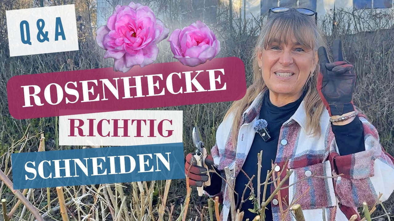🌹 Rosenhecken schneiden & pflegen &ndash; Tipps f&uuml;r gesunde, dichte Hecken