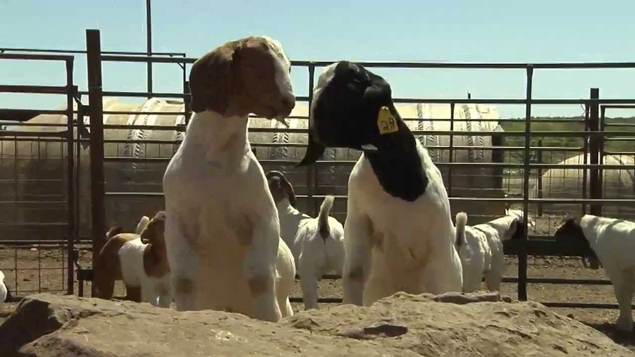 Winning Wethers