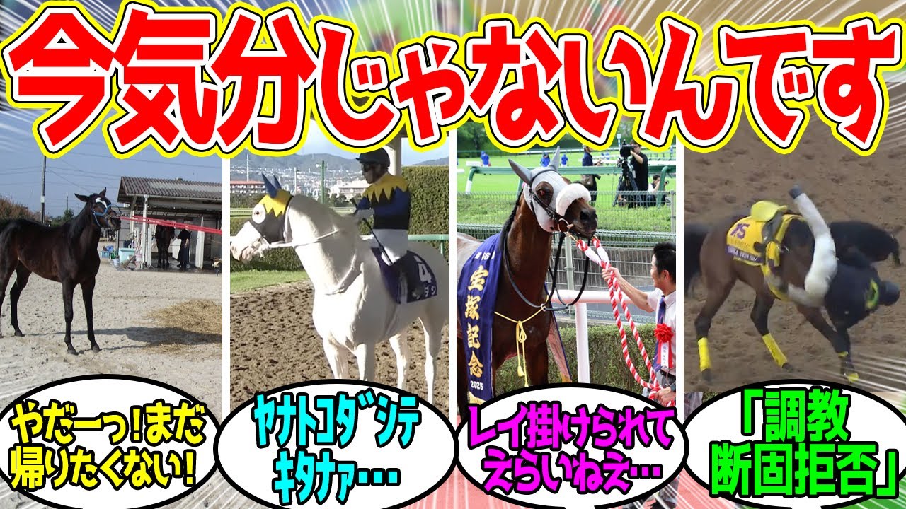 色々なことを拒否する馬を見て愛でたい…に対するみんなの反応！【競馬 の反応集】
