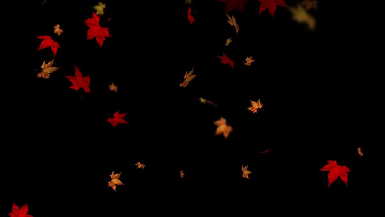 red autumn leaves futage  Красные осение листья падают футаж под музыку на черном фоне