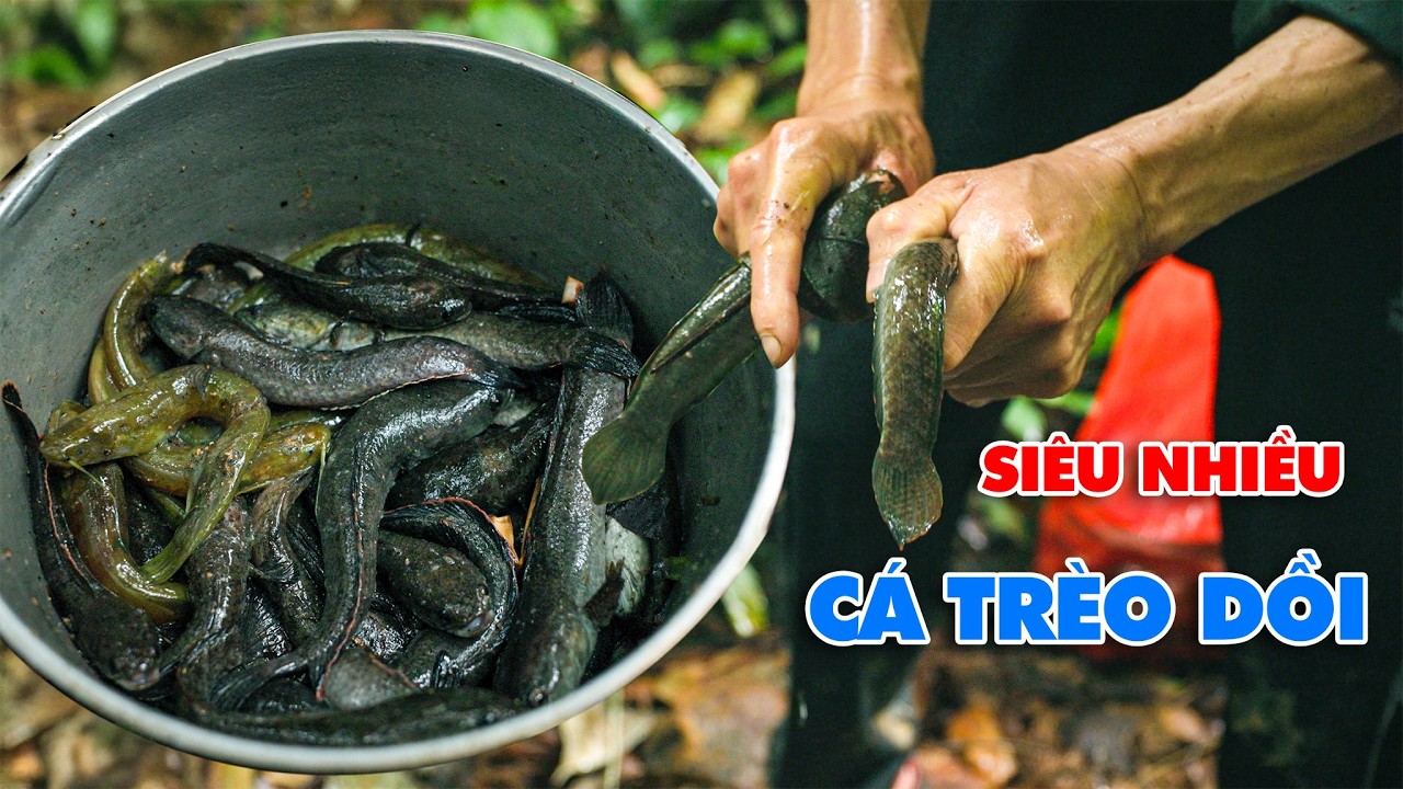 C&Aacute; TR&Egrave;O ĐỒI TỤ LẠI Ở CON SUỐI CẠN, BẮT 3 VŨNG B&Eacute; ĐƯỢC 1 NỒI