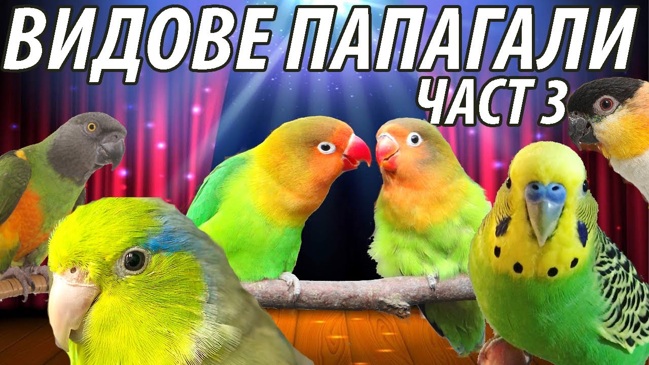 Видове папагали. Какъв папагал да изберем? Част 3