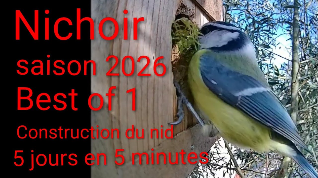 Nichoir saison 2026 - Best of 1 - Debut de construction 5jen5minutes #nichoir #birds #humour #nature