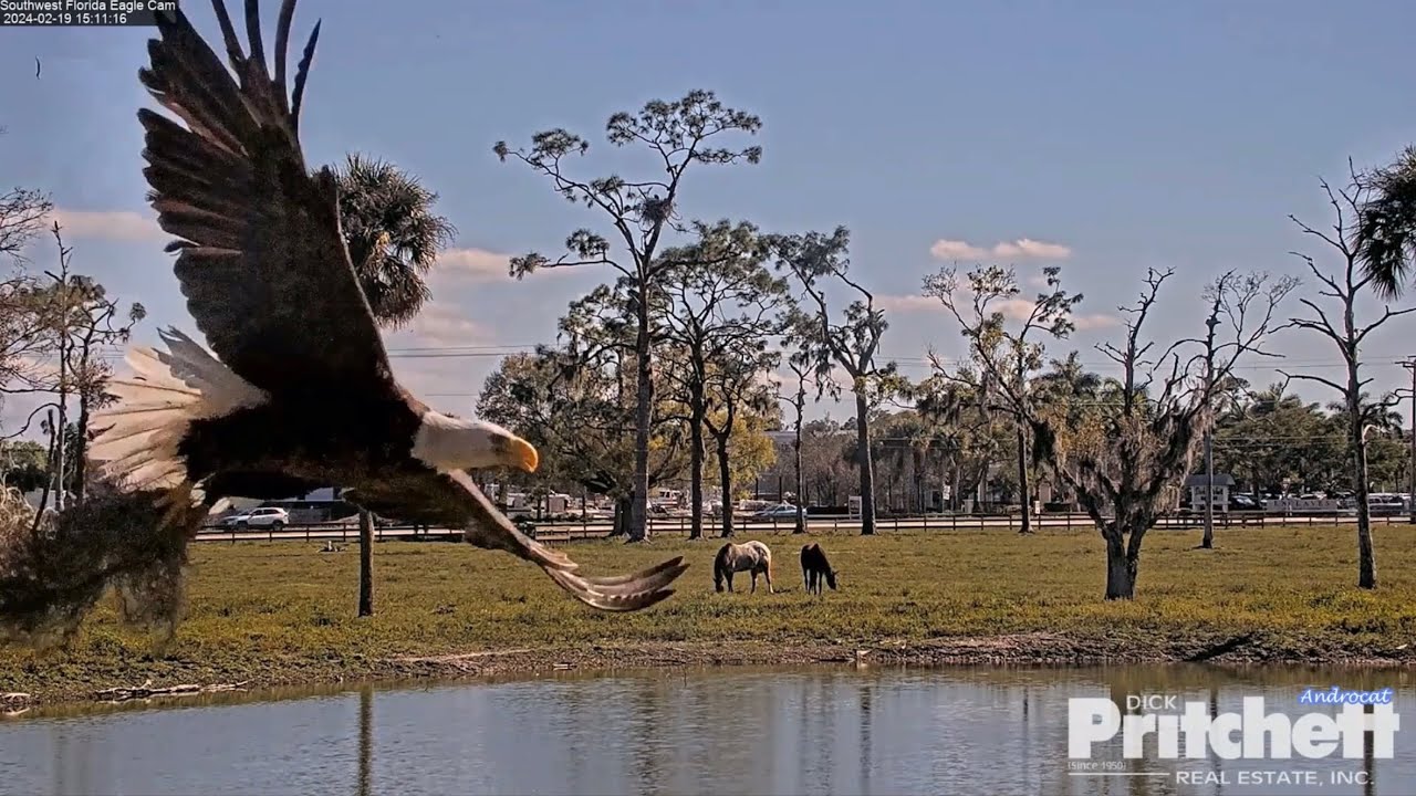SWFL Eagles 2-19-24. E23 Teaches Mom a Lesson; Carry Practice, Wing Flapping, Nest Work, Close-ups!