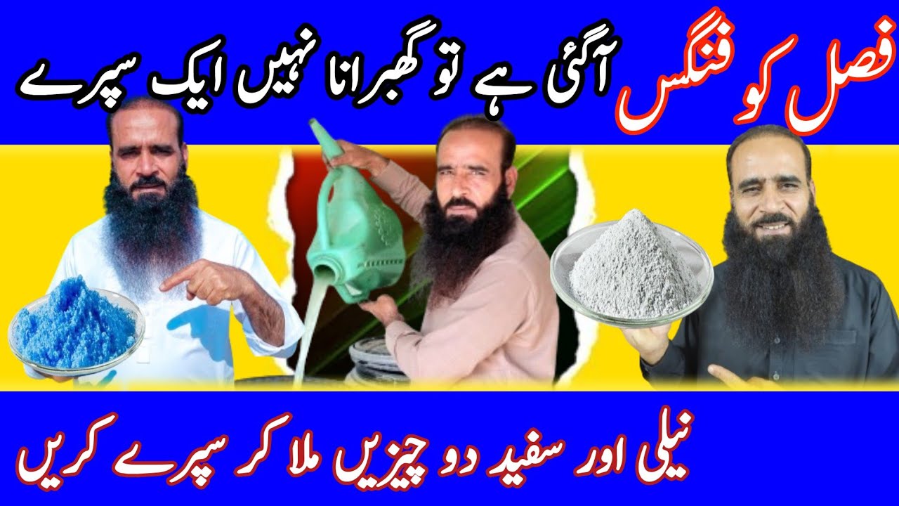 pest control | Neela Thotha | organic farming | Plant Growth Tonic |@ATC Organic