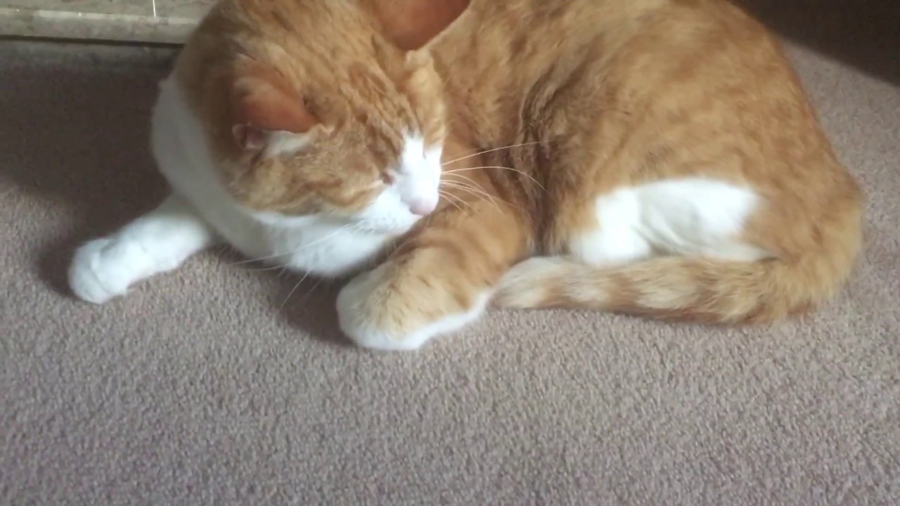 Meow