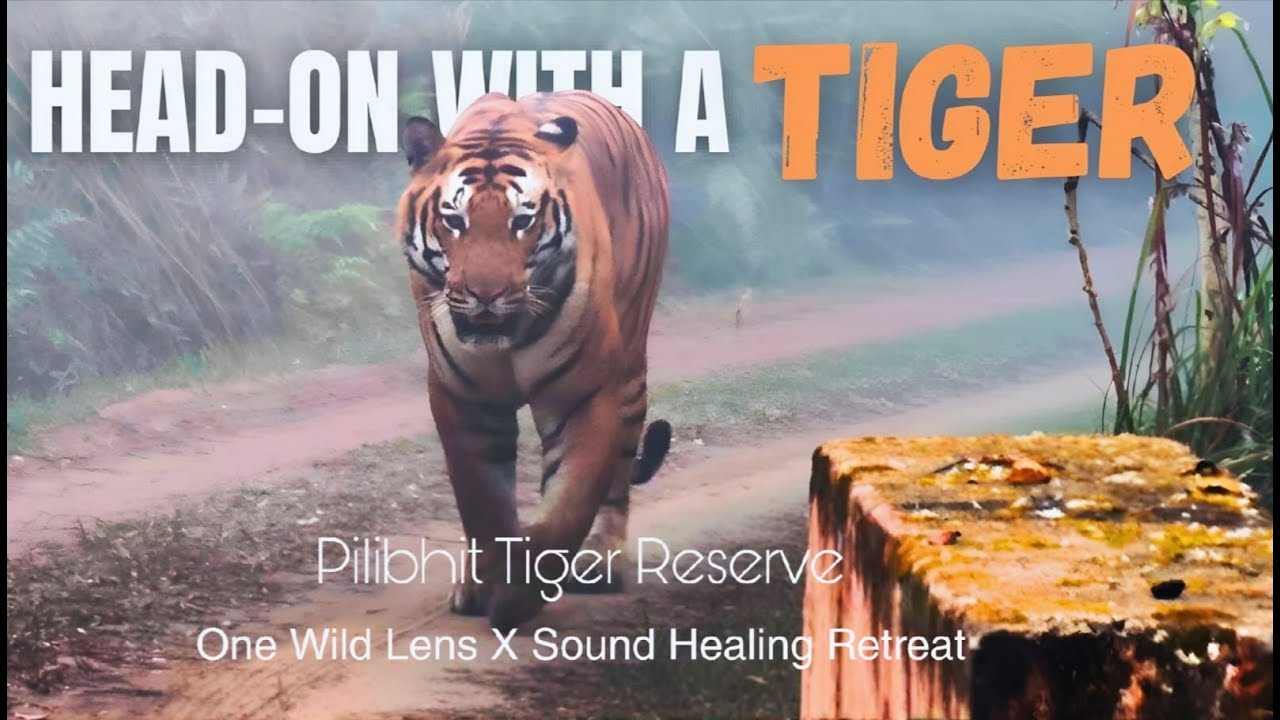 Tiger Head On I Pilibhit Safari I One Wild Lens X Sound Healing Retreat