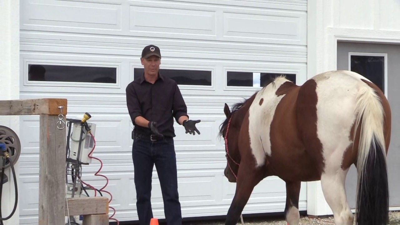 HORSE WON'T STAND STILL FOR WASHING #horse #DonJessop