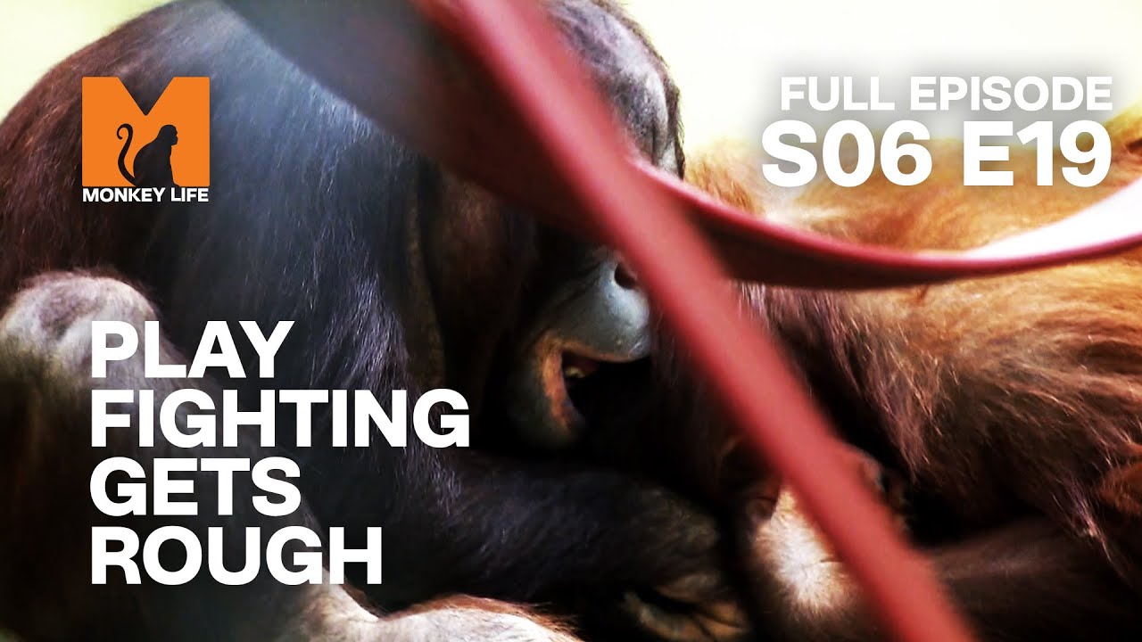 Orang-utans Get Out Of Hand | Season 6 Episode 19 | Full Episode | Monkey Life