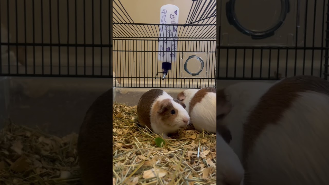 Guinea Pig Brothers Runt & Gary #guineapig #shorts
