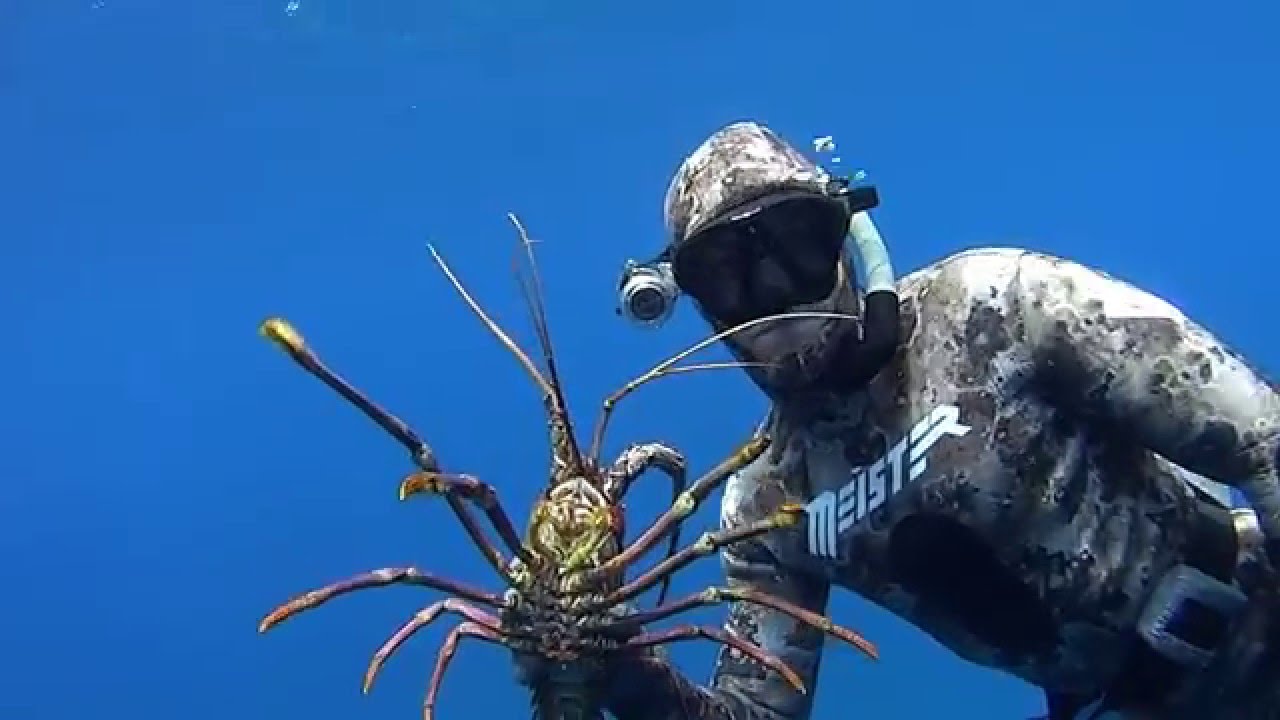 Freediving Crayfish Honey hole WA