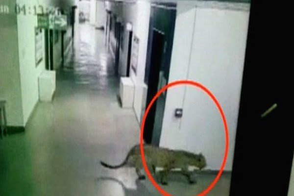 Leopard enters Bengaluru school, injures four