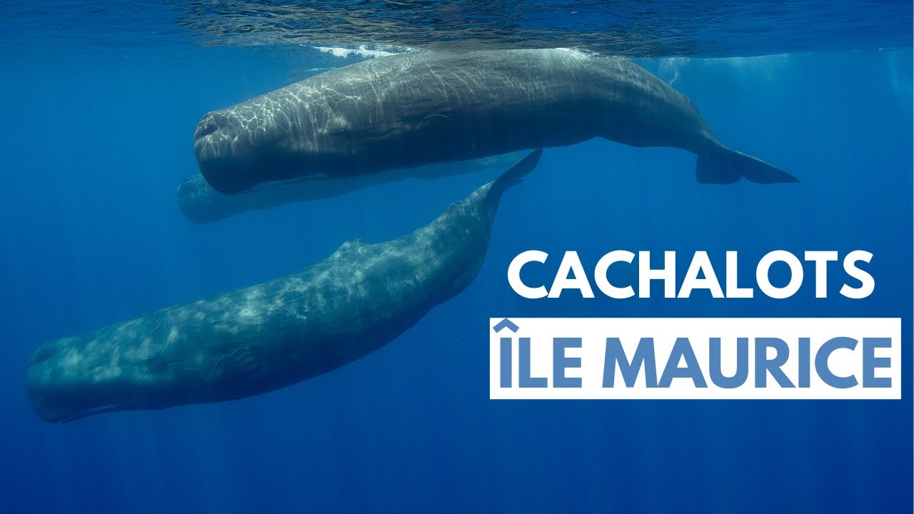 On nage avec des cachalots à l'Île Maurice