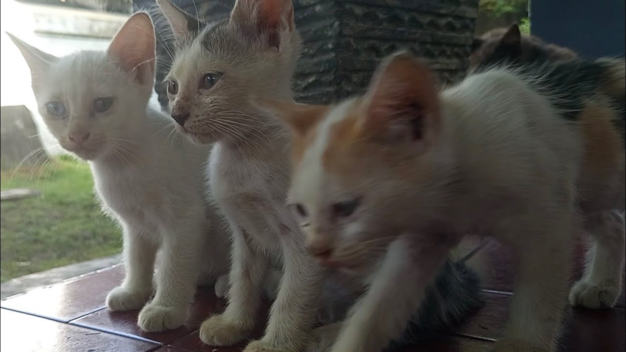 Kenyang, Bersih, Main Lagi! 🥰🐾