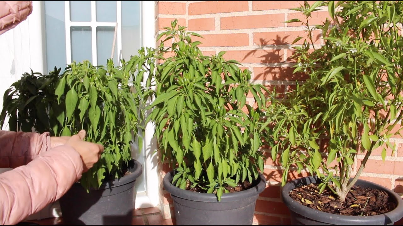 过冬的辣椒到底要修剪吗 一棵剪一棵不剪明年做对比