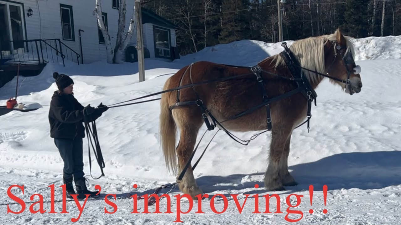 Sally’s Improved!// Retraining my Belgian Draft Horses