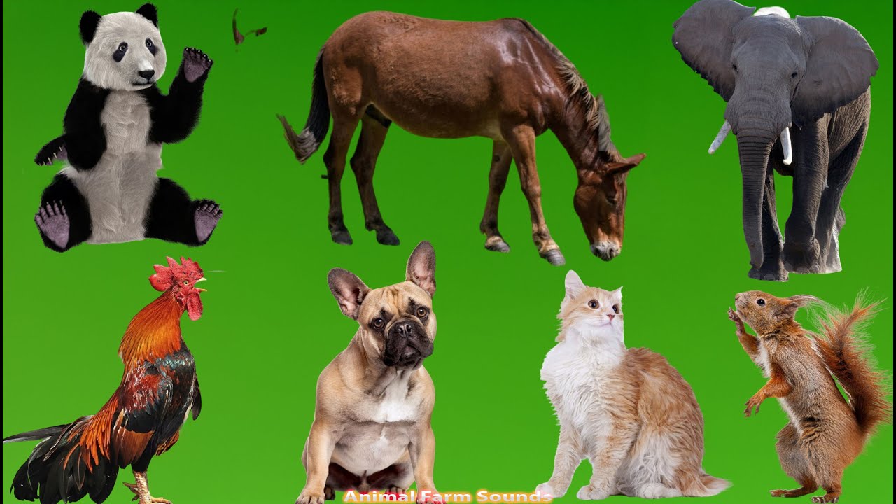 Best Animal Videos: Cow, Pig, Chicken, Dog, Cat, Elephant, Horse, Squirrel - Animal Sounds