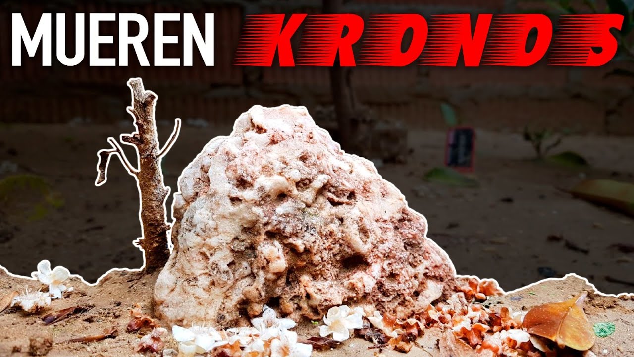 Mueren Bonsai Kronos