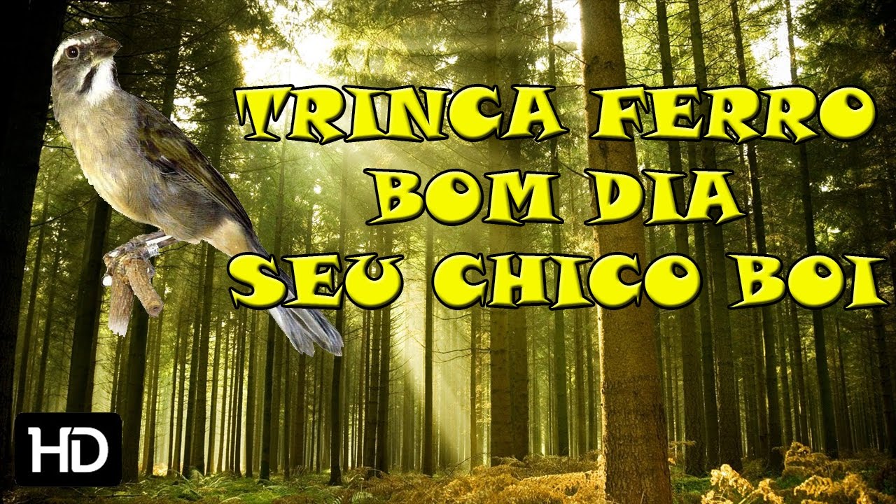 Trinca Ferro Bom Dia Seu Chico Boi - 2 Horas
