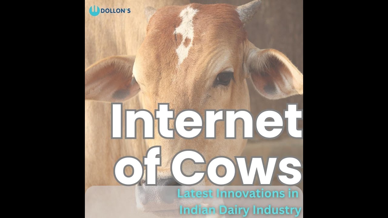Internet of Cows - Artificial Intelligence in Indian Dairy Industry